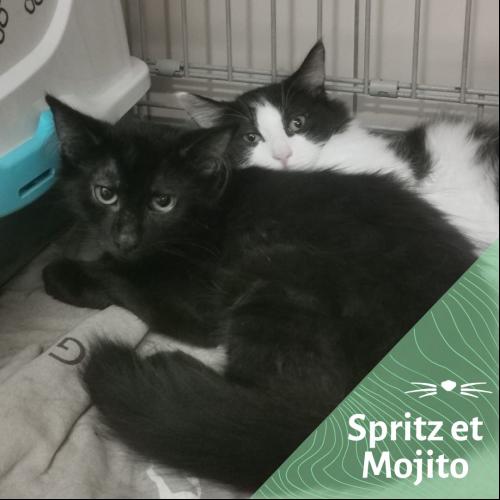 Image Spritz et Mojito