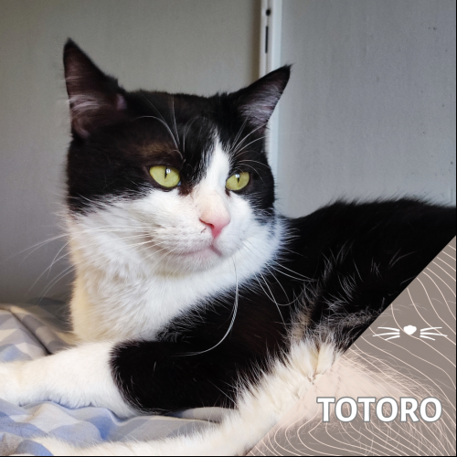 Totoro