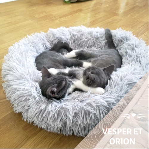 Vesper et Orion