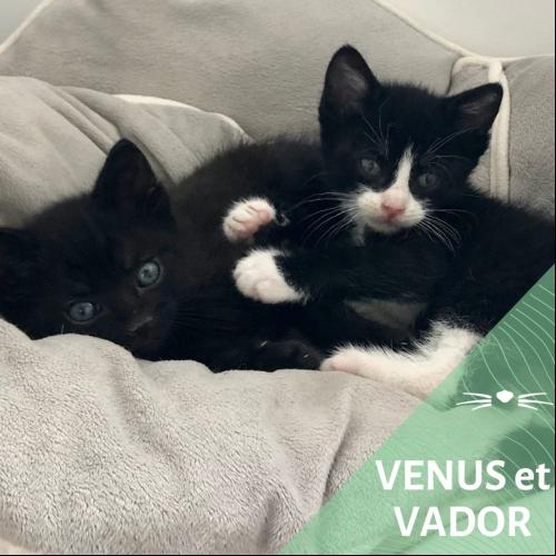 Image Vénus et Vador