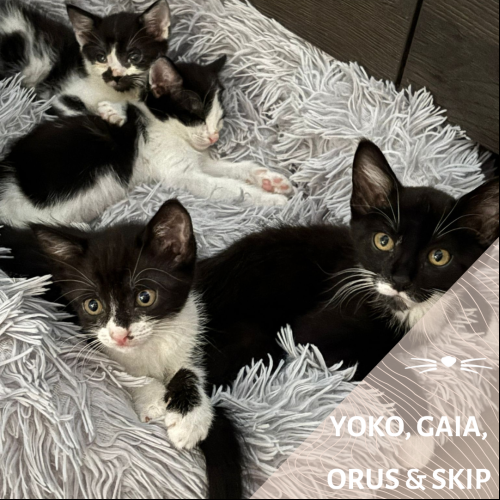 Yoko, Gaia, Orus et Skip