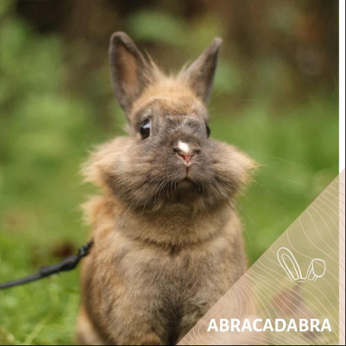 Abracadabra