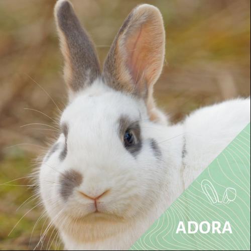 Image Adora