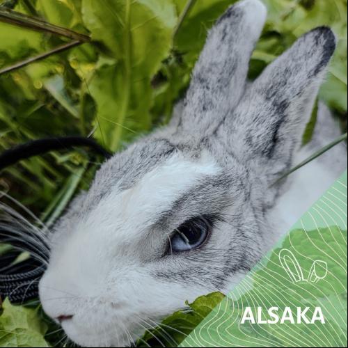 Alaska