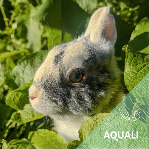 Aquali