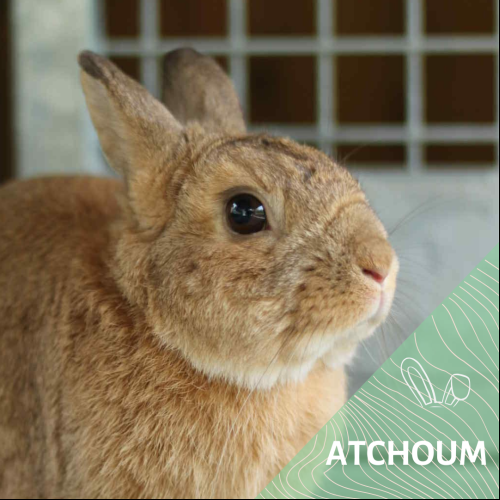 Atchoum