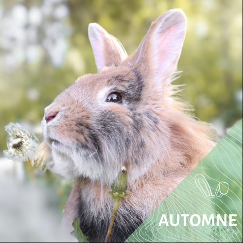 Automne