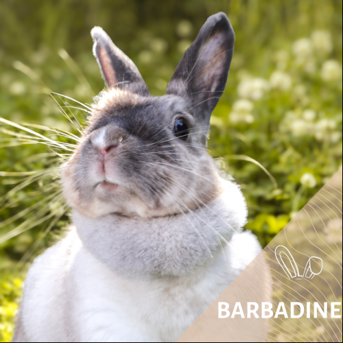 Barbadine