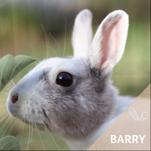 Barry