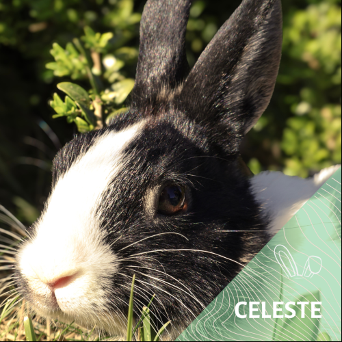 Image Celeste