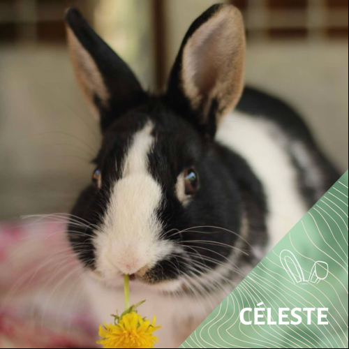 Image Celeste