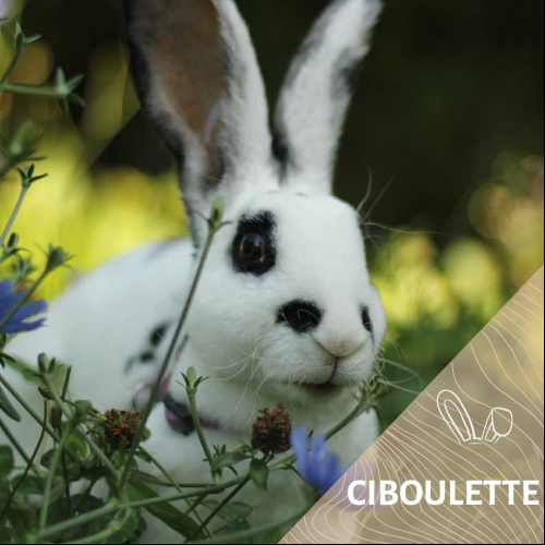 Ciboulette