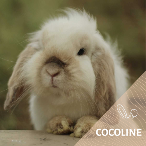 Image Cocoline
