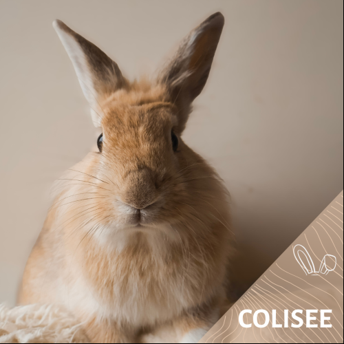 Colisée