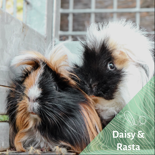 Image Daisy et Rasta