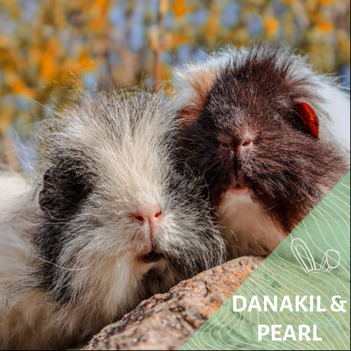 Image Danakil et Pearl