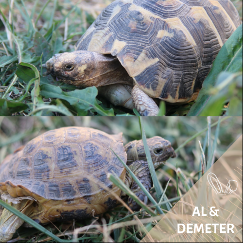 Demeter et Al