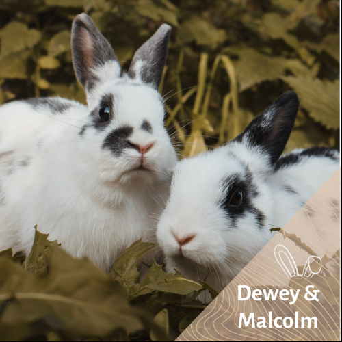 Image Dewey & Malcolm