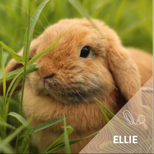 Ellie