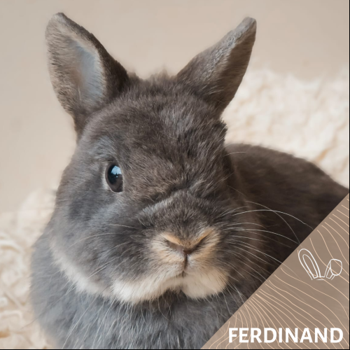 Ferdinand
