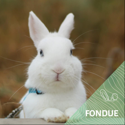 Fondue
