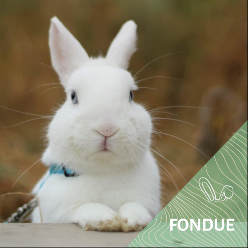 Image Fondue