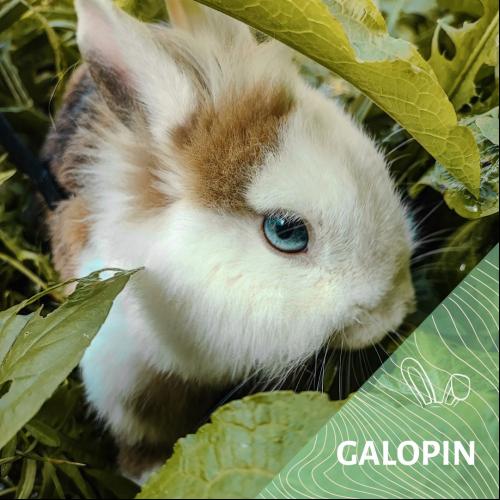 Galopin