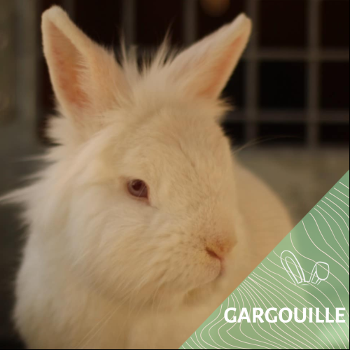 Image Gargouille