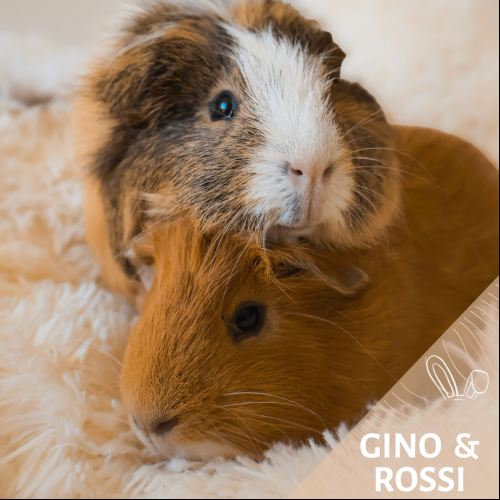 Gino et Rosi