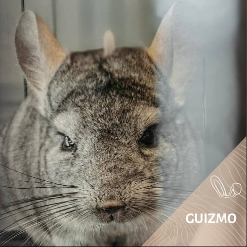 Guizmo