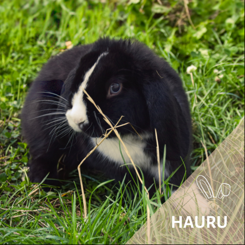 Hauru