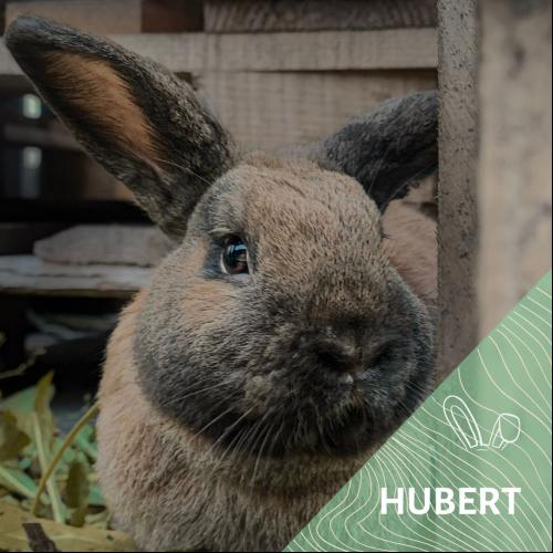 Hubert