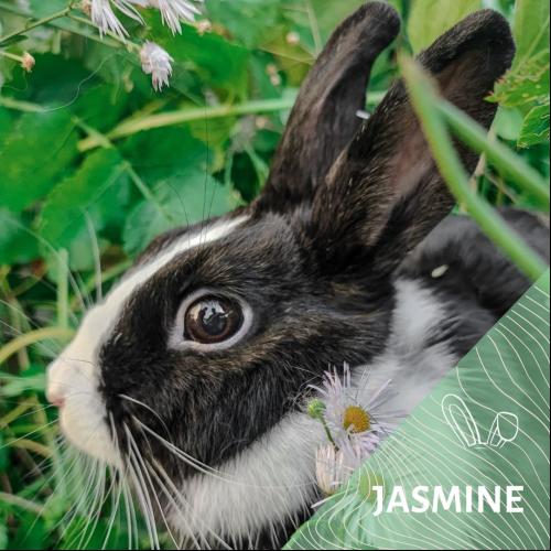 Jasmine