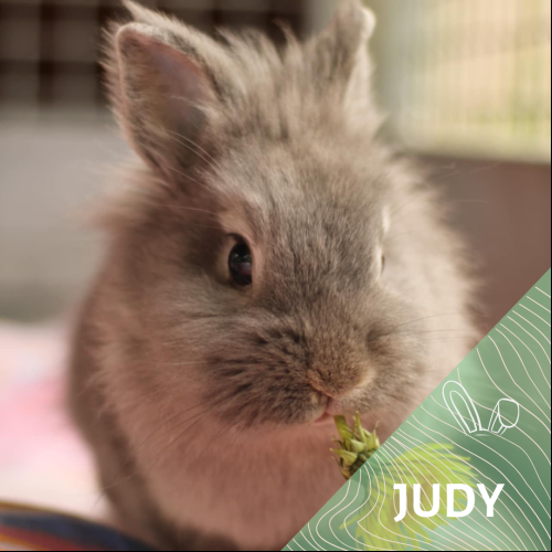 Judy