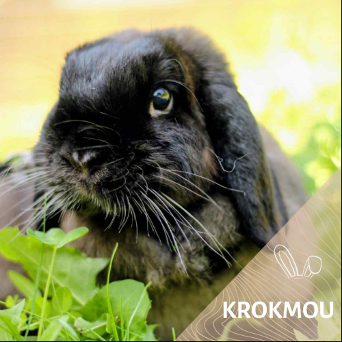 Krokmou