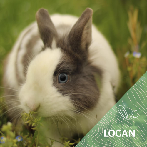 Logan