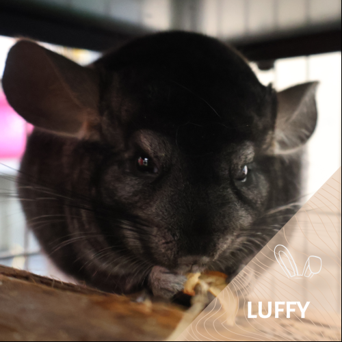 Luffy