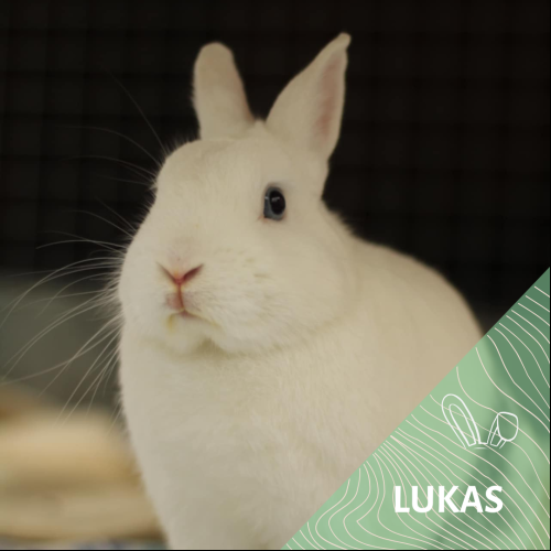 Lukas