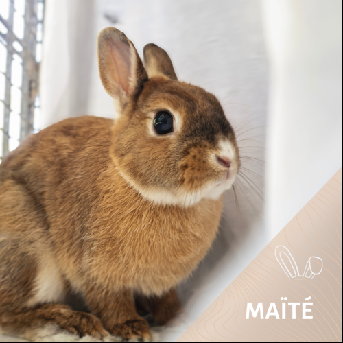 Maïté