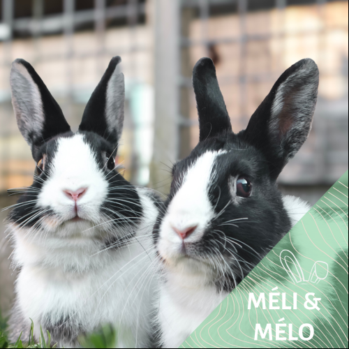 Image Méli & Mélo