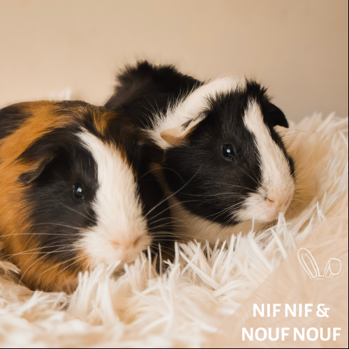 Nif Nif et Nouf Nouf