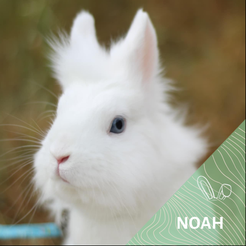 Noah