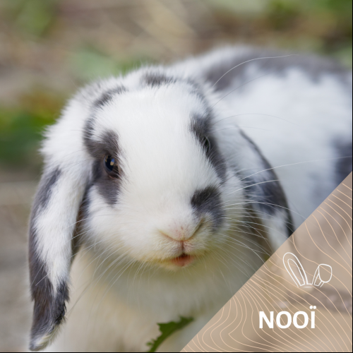 Nooï