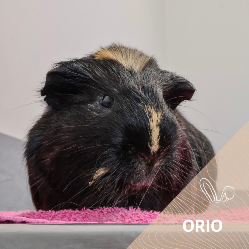 Orio