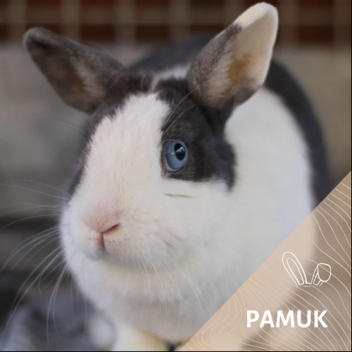 Image Pamuk
