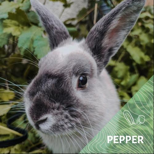 Image Pepper