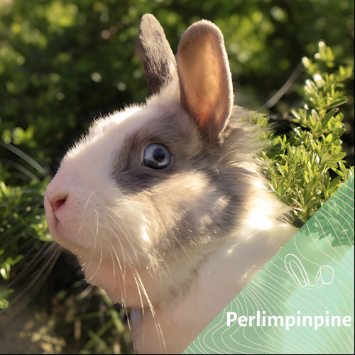 Image Perlimpinpine