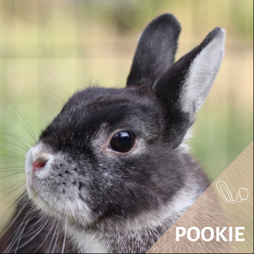 Pookie