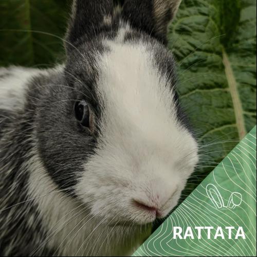 Image Rattata