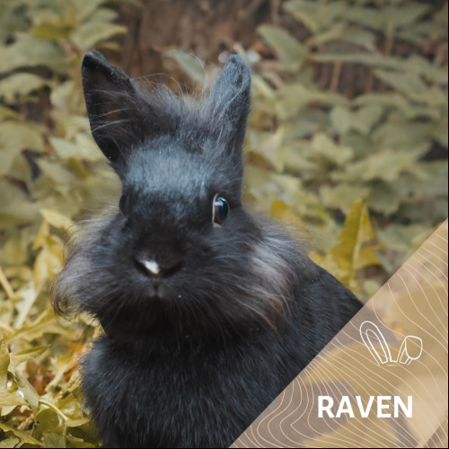 Raven